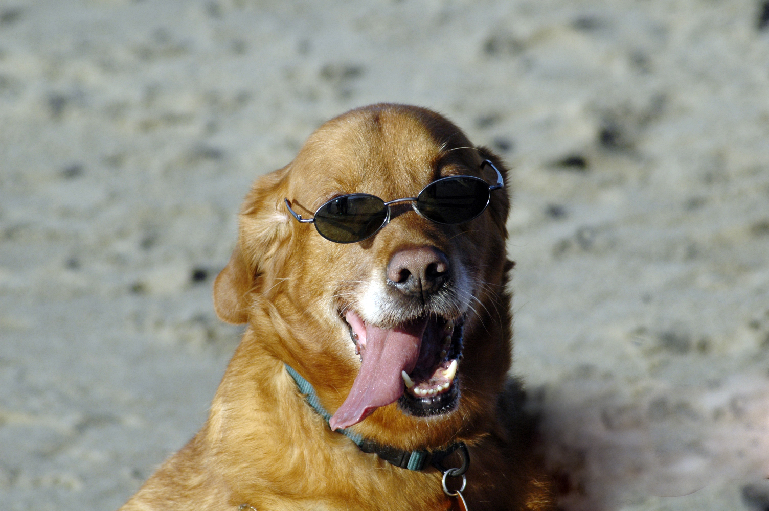 chance, dog, beach, animals